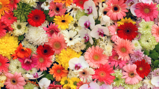  Flowers